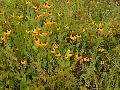 Clasping Leaf Cone Flower / Rudbeckia amplexicaulis